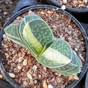 자보금 1호 반그늘에서도 쑥쑥 사무실 책상 위 힐링 식물