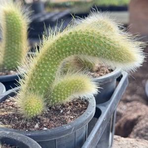 원숭이꼬리선인장 자연군생 행잉플랜트 공중식물 인테리어 화분 반려식물