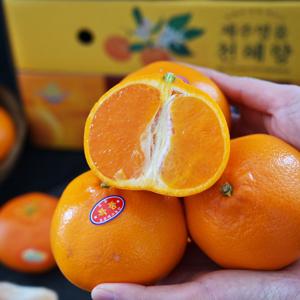 제주 천혜향 2kg 3kg 5kg 10kg