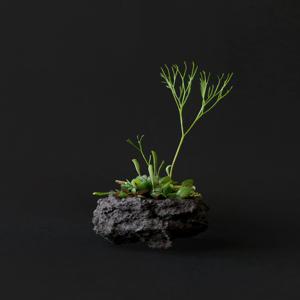 [단독] 돌과 고사리 미니 정원 책상위키우기 쉬운 공기정화 인테리어 식물