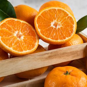 제주 천혜향 제주도 서귀포 노지 맛있는 농장 2kg 3kg 5kg