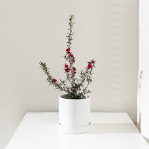 호주매화 마누카 + 세라믹 화분 세트