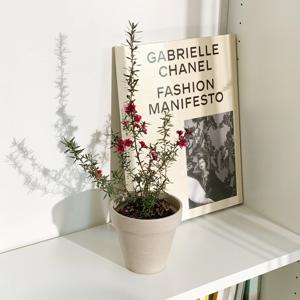 호주매화 마누카 + 토분 세트 3color