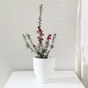 호주매화 마누카 테라조/ 시멘트 화분 세트