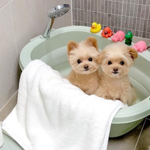 미끄러짐방지 안전한 접이식 욕조 강아지 고양이 논슬립 폴더블욕조