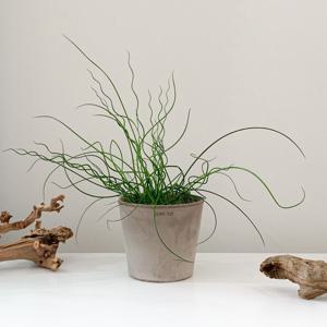 [화분세트] 스프링 골풀 준쿠스+이태리 바소 초코 토분 스프링골풀