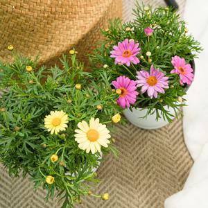 목마가렛 중품 외목대 꽃모종 꽃화분 봄꽃