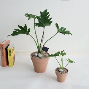 호프셀렘 필로덴드롱 셀렘인테리어 공기정화 반려식물 미세먼지제거