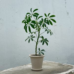 홍콩야자 S자 외목대 액막이명태 친환경 화분