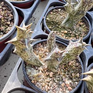 흑룡각 다육이 키우기 쉬운 희귀 식물 검은 선인장 거실 인테리어 미니 화분