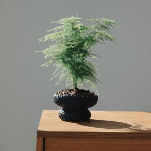 아스파라거스 나누스 스톤스탠드