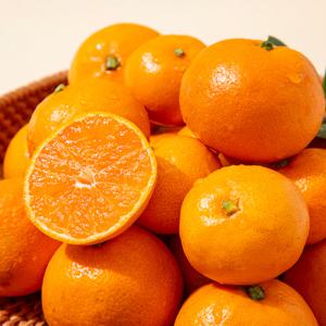 제주직송 서귀포 타이벡 감귤 (혼합과) 10kg