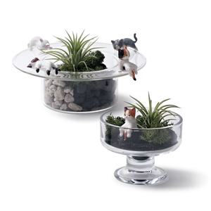 테라리움 집들이 선물 반려 플랜트 이오난사 DIY 고양이 모스 틸란 유리정원