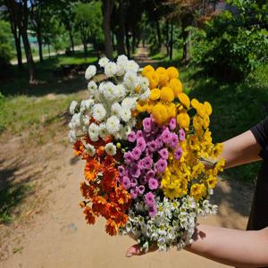 생화 소국 1+1 택배 꽃 배달 싼곳