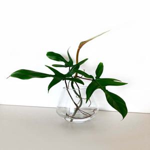 필로덴드론 플로리다 뷰티 그린 수경재배 물방울 화병 카페 반음지 실내 식물