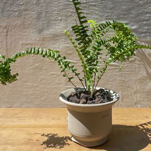 사자발고사리 고사리식물 그늘에서 잘 자라는 음지식물 수제토분