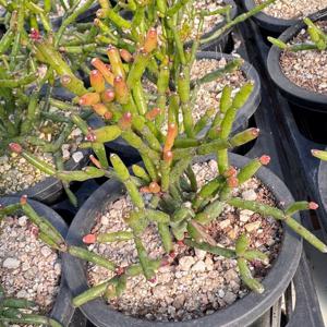 립살리스 뽀빠이 선인장 키우기 쉬운 실내 공기정화 행잉 식물 플랜테리어