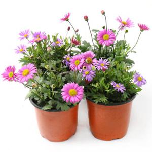 사계국화 다년초 야생화 꽃화분