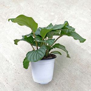 칼라데아 오르비폴리아 싱그러운 중형 식물 모종