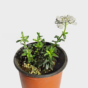 이베리스 백설공주 소형 싱그러운 식물 모종