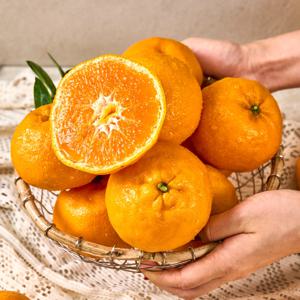 제주 윈터프린스 2kg 외 신품종 제주감귤 만감류