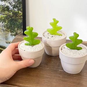 피쉬본 선인장 다육이 미니화분