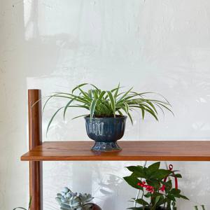 나비란 조란 빈티지팟 인테리어식물 집들이선물