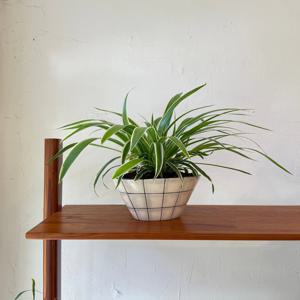 나비란 조란 빈티지팟 인테리어식물 집들이선물