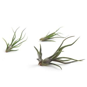 볼보사 틸란드시아 공기정화식물 행잉플랜트