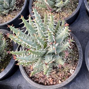 알로에 에리나시아 15호 멜라나칸타 희귀식물