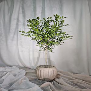 오렌지자스민 특대형 플라스틱 기본화분 실내공기정화식물 거실화분 개업식물