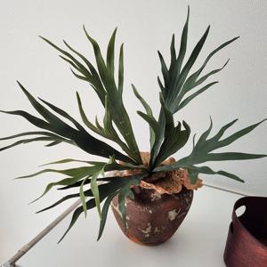 박쥐란 조화 빈티지 화분세트 플랜테리어 카페 인테리어 홈데코