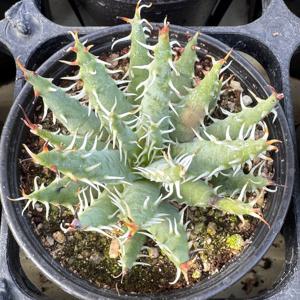 알로에 에리나시아 9호 멜라나칸타 희귀식물