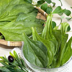 국산 아이스플랜트 얼음채소 당일수확 쌈채소 샐러드