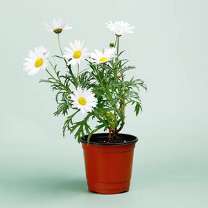 목마가렛 키우기쉬운 실내공기정화식물 인테리어식물 소형 모종