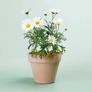 목마가렛_이태리토분 바소 인테리어식물 실내공기정화식물