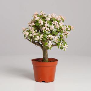 아악무 키우기쉬운 실내공기정화식물 인테리어식물 소형 모종