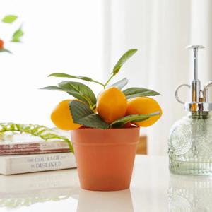 레몬나무 미니팟 15cm