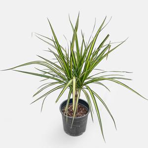 드라세나 마지나타 싱그러운 중형 식물 모종