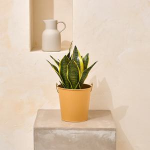 산세베리아 41cm