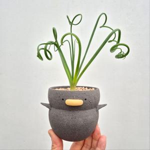 알부카 스피랄리스 - 아프리카식물 구근식물 수제토분 삐약팟 set 인테리어 선물 화분