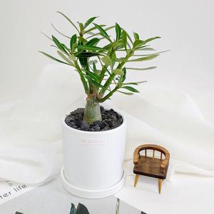 석화 -미니 바오밥나무 아데니움 사막의 장미 이국적인 다육식물 석화나무 인테리어 집들이선물