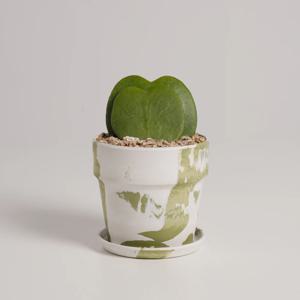 하트호야 누아누아 녹차라떼 실내공기정화식물 소형