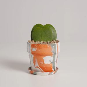 하트호야 누아누아 트로피칼자몽 실내공기정화식물 소형