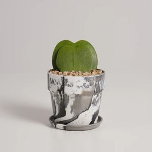 하트호야 누아누아 크림쿠키 실내공기정화식물 소형