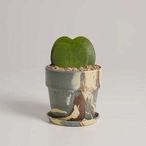 하트호야 누아누아 커피포레스트 실내공기정화식물 소형