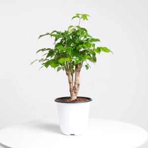 녹보수 중형 키우기쉬운 실내공기정화식물 인테리어식물 모종