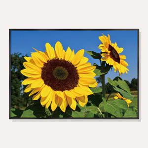 빅페이스 해바라기 No.2 그림 풍수 사진 인테리어 포스터 / SSFP-BFS002-OG
