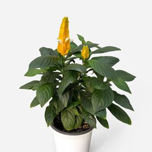 노랑 새우초 중형 관엽식물 인테리어 공기정화 식물모종