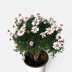 목마가렛 라떼마끼아또 중형 야생화 반려식물 꽃모종 화단가꾸기